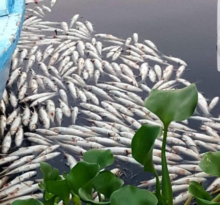 Asi Nehri’nde Toplu Balık Ölümü