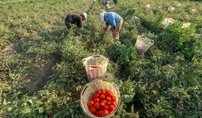 Salçalık domateste üretim artışı toptan fiyatları 2 liraya kadar düşürdü
